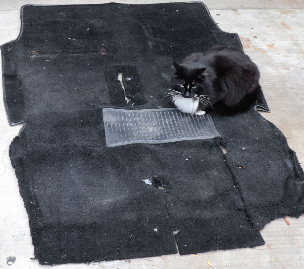 Cat helping flattening out carpet